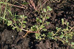 Desert horsepurslane